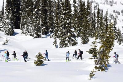 Mt. Rainier National Park Highlights Tour - Pickup, Bus Comfort, and Why the Group Format Works