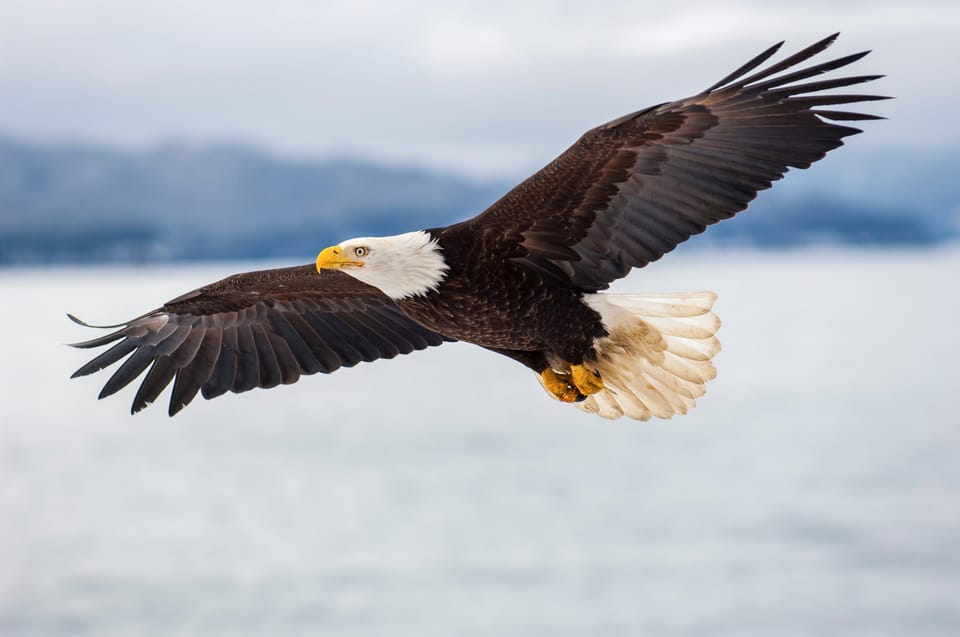 Seattle: Half-Day Wildlife and Whale Watching Cruise - Key takeaways before you buy