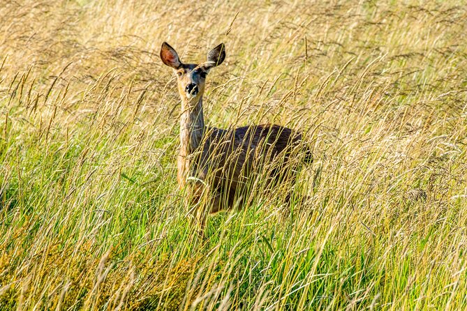 Skagit Valley Birding + Deception Pass Day Tour From Seattle - Clinton ferry return: Puget Sound on a time-boxed schedule