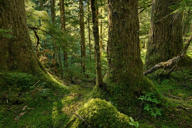 Visit Snoqualmie waterfall and an old forest (Transport Included) - A Van Morning to Snoqualmie Falls and Twin Falls
