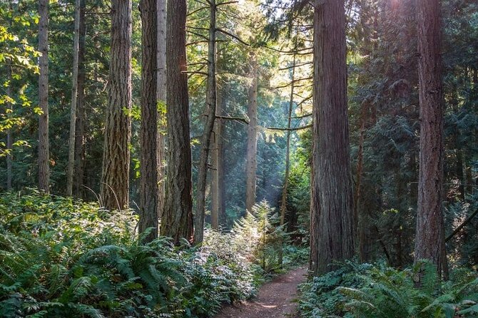Visit Snoqualmie waterfall and an old forest (Transport Included) - Snoqualmie Falls: the Big Drop and Easy Viewing Time